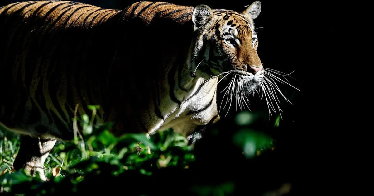 Man killed in tiger attack while harvesting rattan in forest reserve