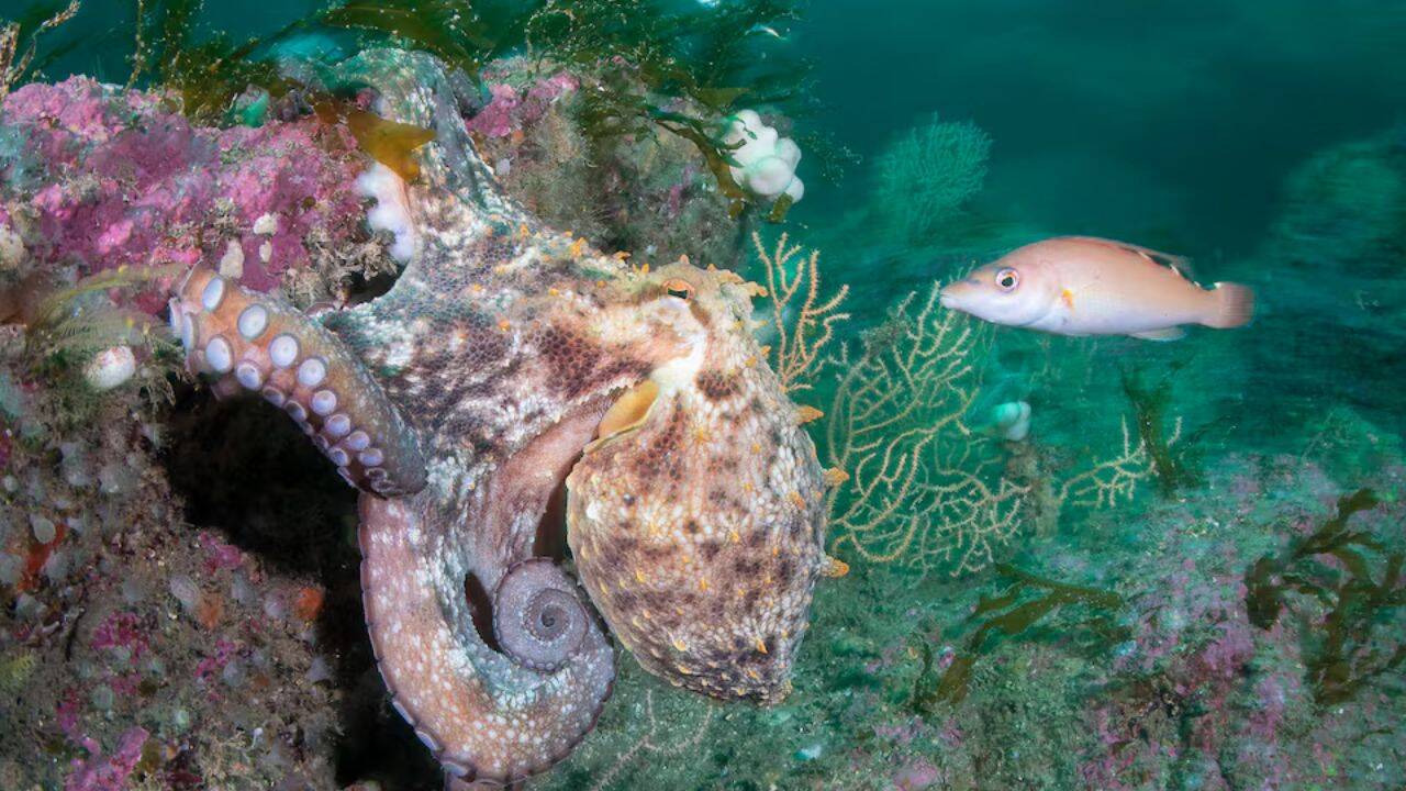 Europe's warming seas trigger marine ecosystem shifts across Atlantic and Mediterranean