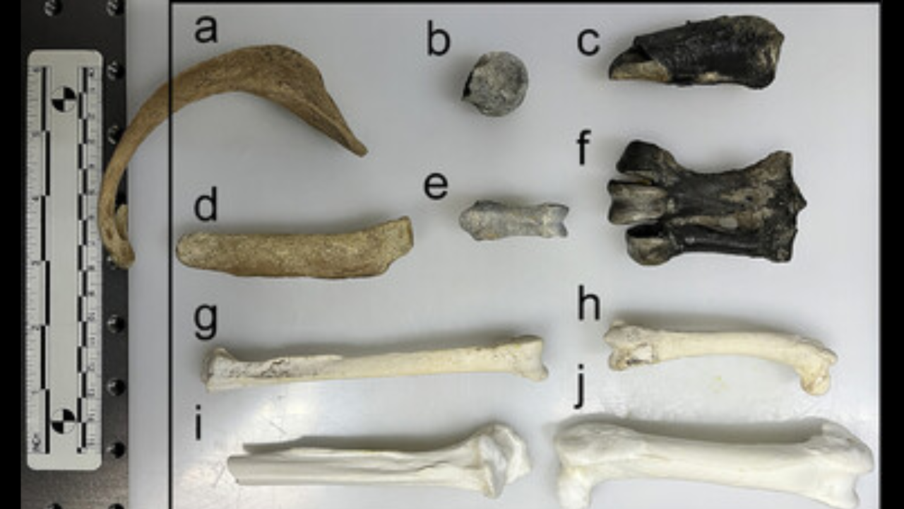 Ancient penguin fossils unlock secrets of Antarctica's climate shift