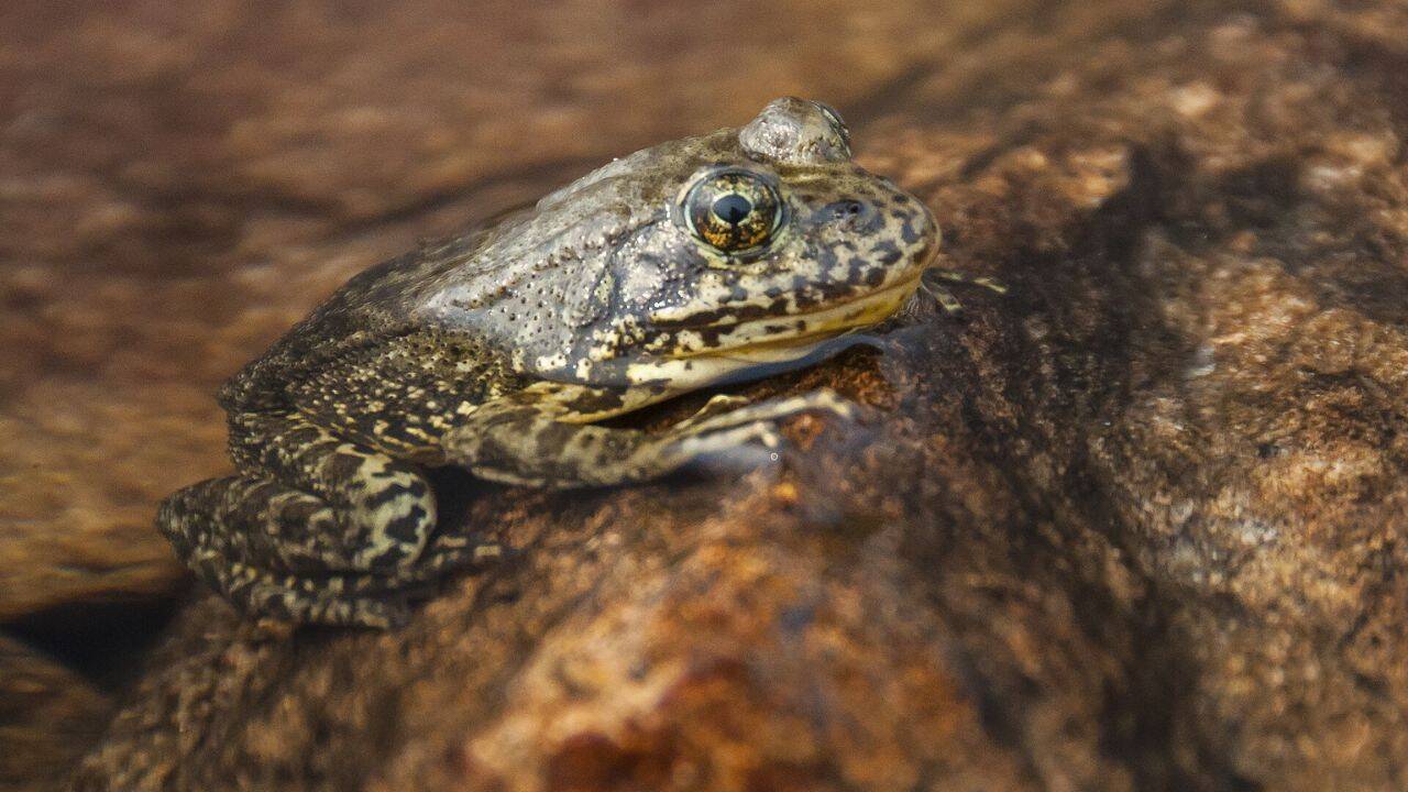 California releases over 3,000 endangered mountain frogs into wild