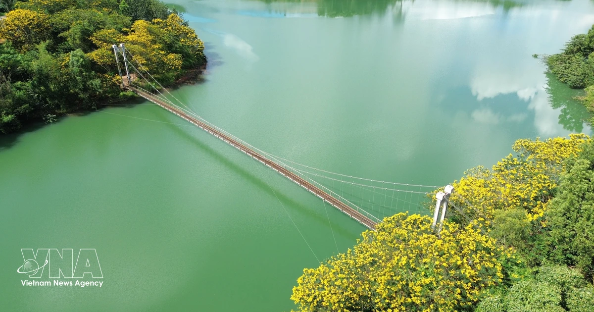 Golden flamboyant blooms transform Lam Dong suspension bridge into scenic destination