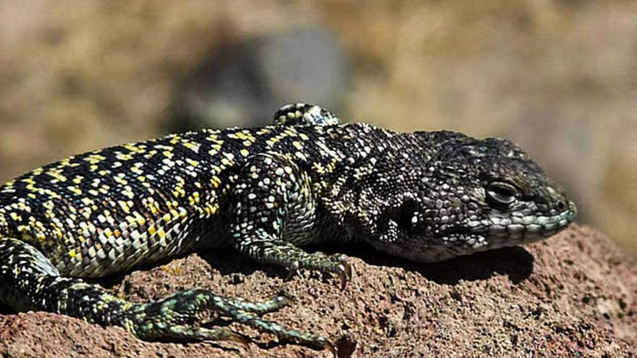 Scientists identify new lizard species in Peru's remote high-altitude Andes