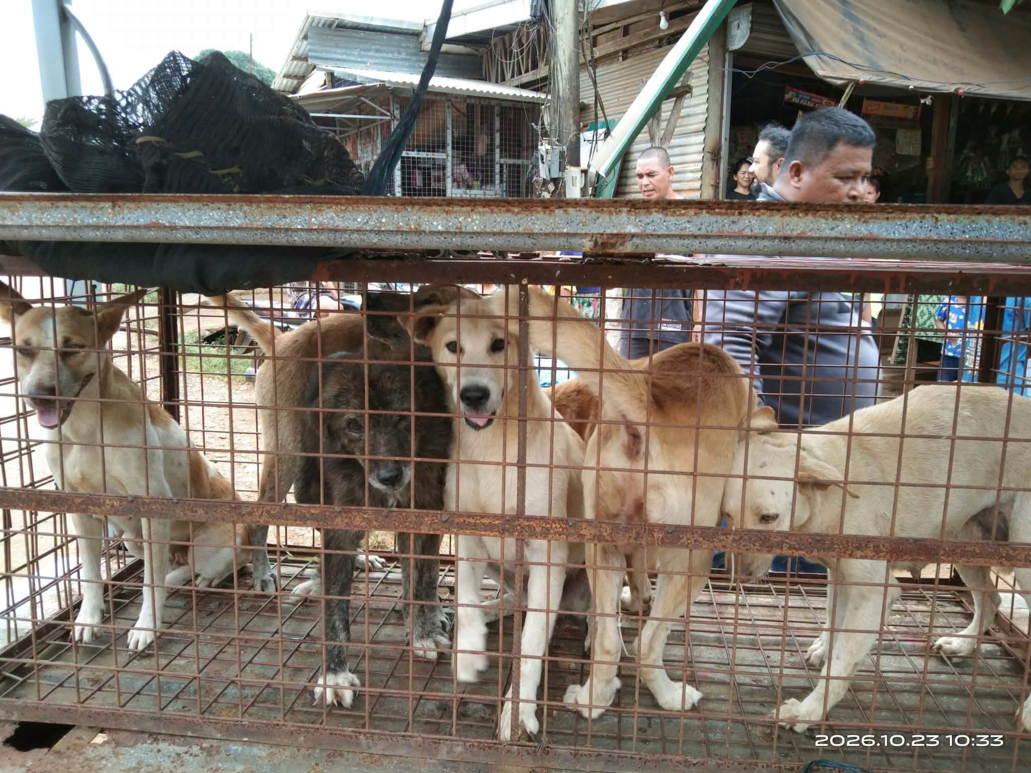 Bukidnon town rounds up stray dogs in rabies prevention drive
