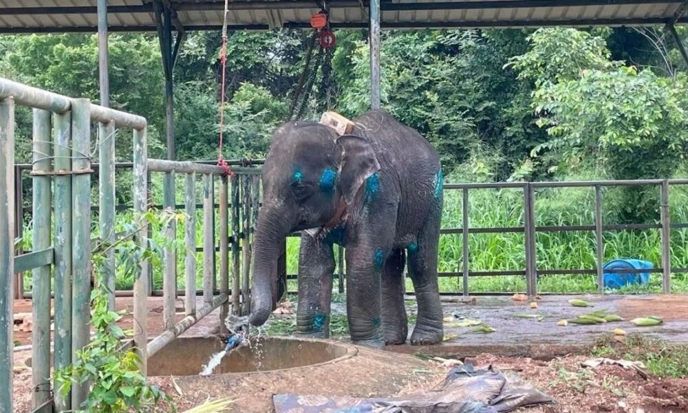 Young elephant shows encouraging signs of recovery after Medawachchiya incident
