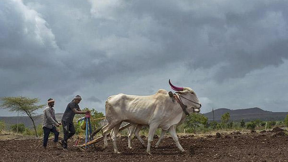 Maharashtra issues yellow alert across 29 districts as dry spell persists