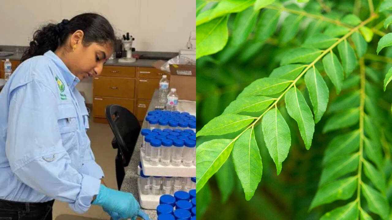 Teen Innovator Develops Curry Leaf Remedy for Citrus Disease