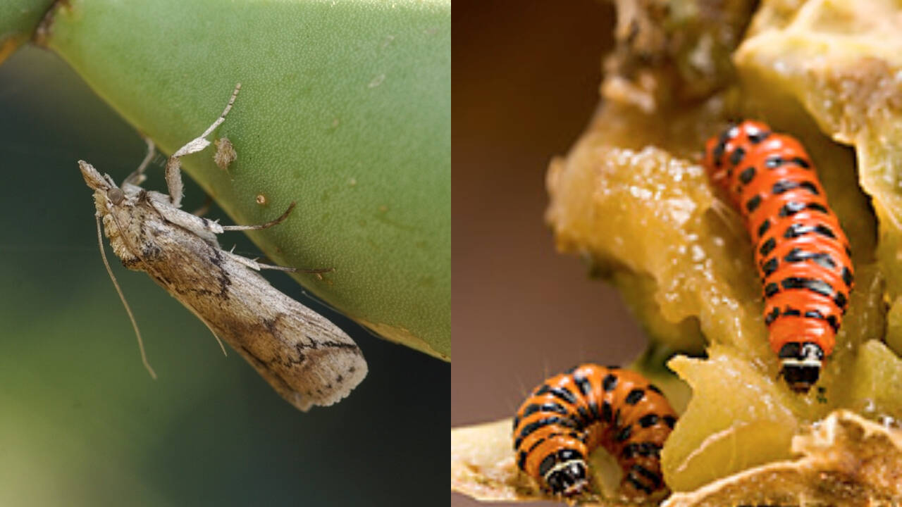 Biological control moth becomes invasive threat to native cacti