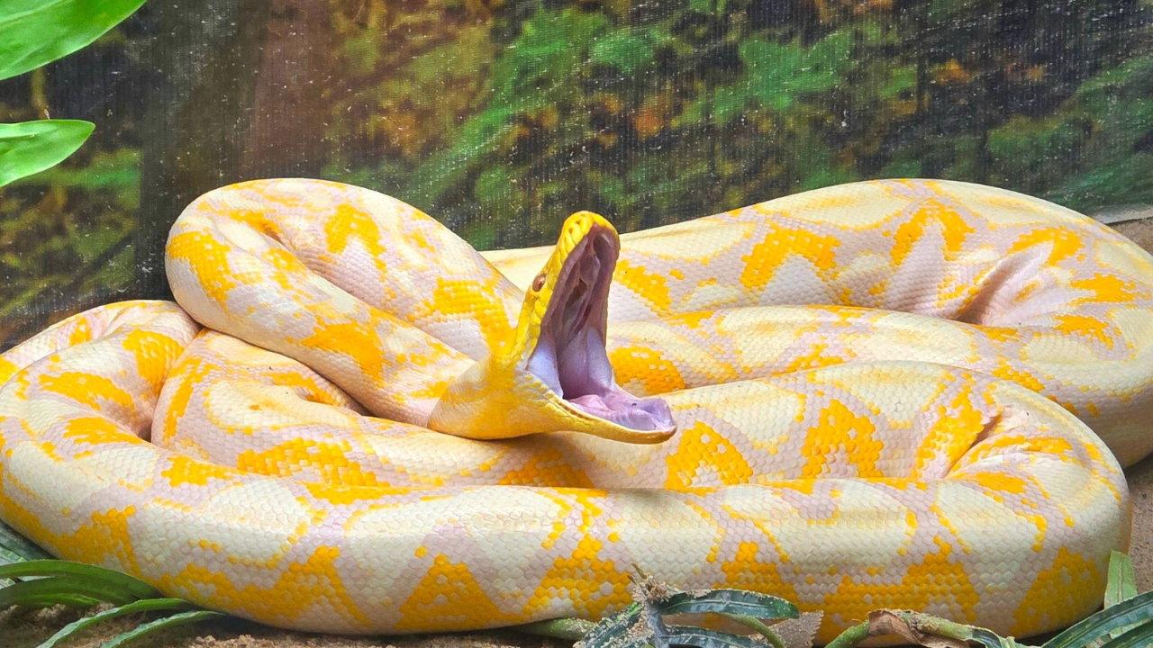 Scientists Deploy Drones to Track Massive Python in Florida Wetlands