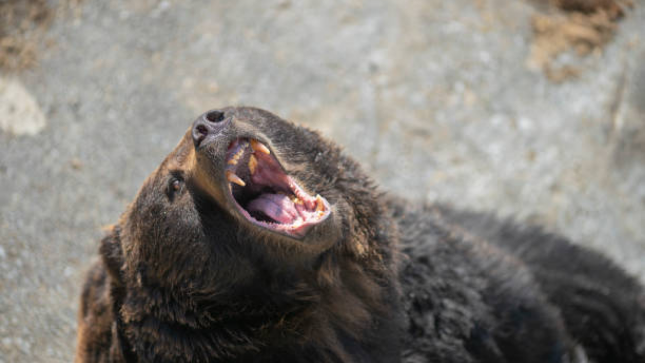 Japan culls 14,000 bears as human attacks surge to record levels