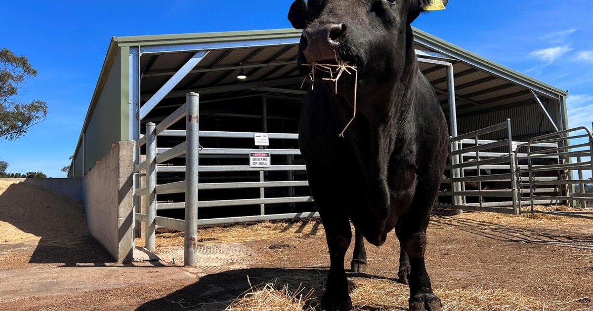 China turns to imported bull semen to upgrade domestic cattle