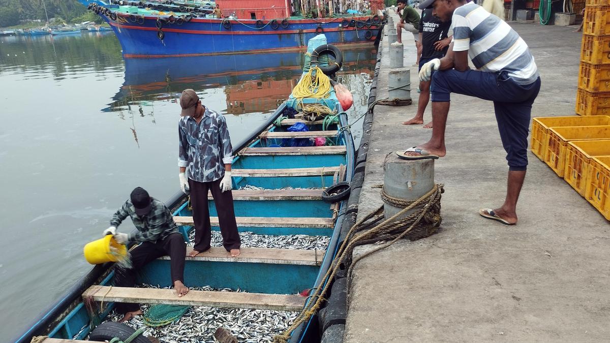 Juvenile fish harvest raises sustainability alarm on Kerala coast