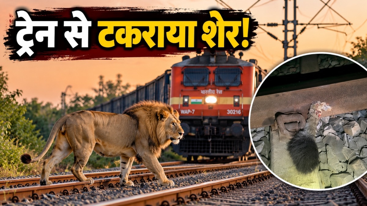 Lion struck by train in Gujarat; search operation launched
