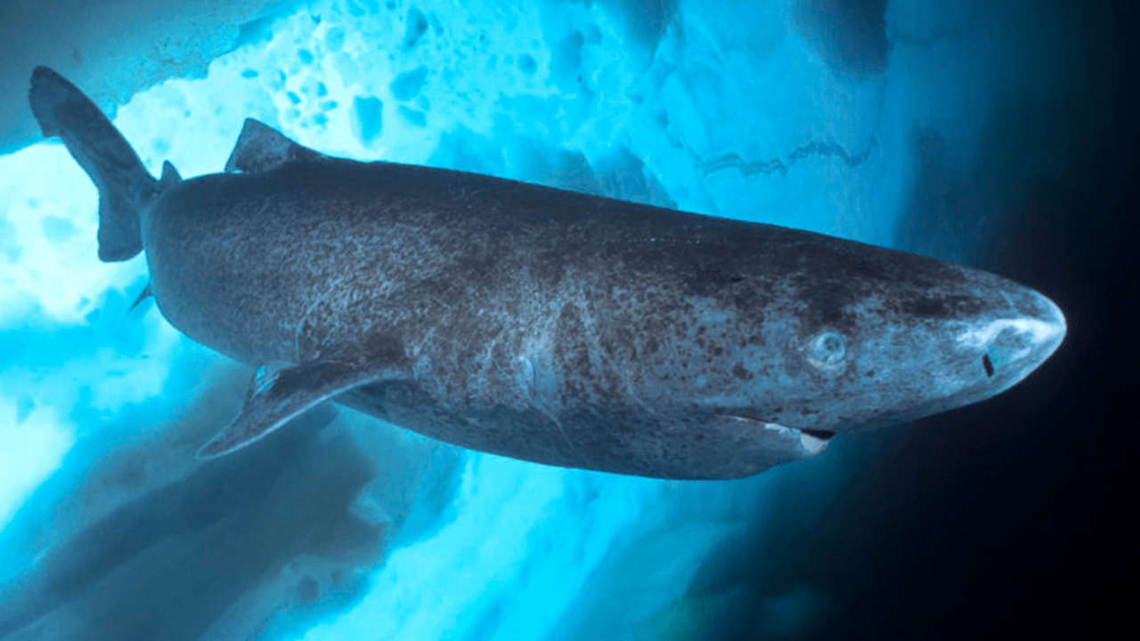 Greenland's shark cull plan scrapped over legal concerns