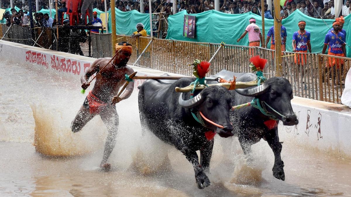 मैसूर दशहरे में पहली बार कंबाला का आयोजन, 150 जोड़ी भैंसों की दौड़