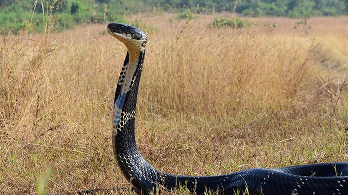 हैदराबाद की संस्था ने सांपों से मिलने की घटनाओं की भविष्यवाणी का मॉडल तैयार किया