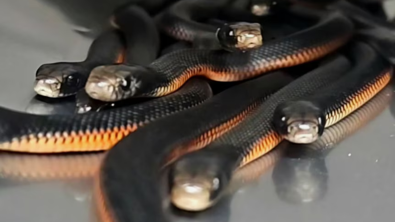 Sydney family discovers 102 venomous snakes in backyard mulch pile