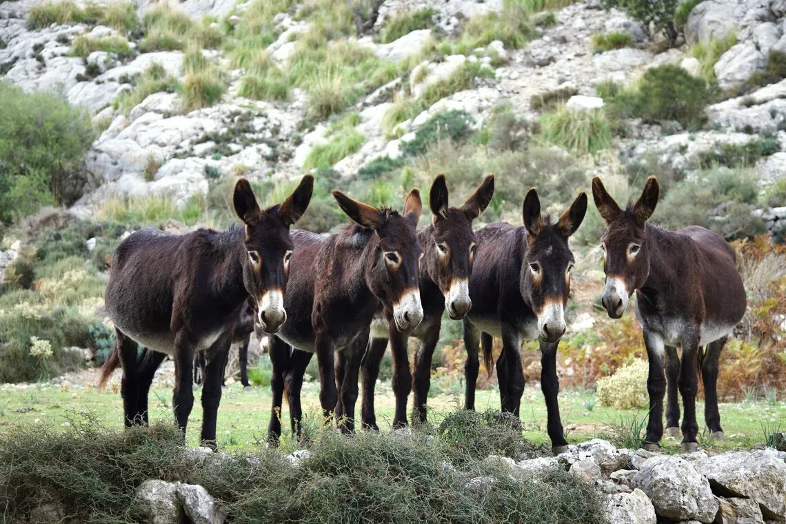 China's demand for donkey hides fuels unlikely Pakistan trade boom