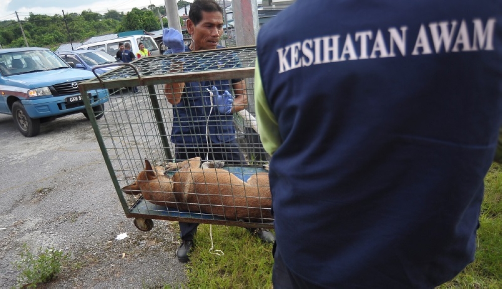 DVS Kedah Uji 18 Anjing Selepas Ancaman Rabies di Changlun