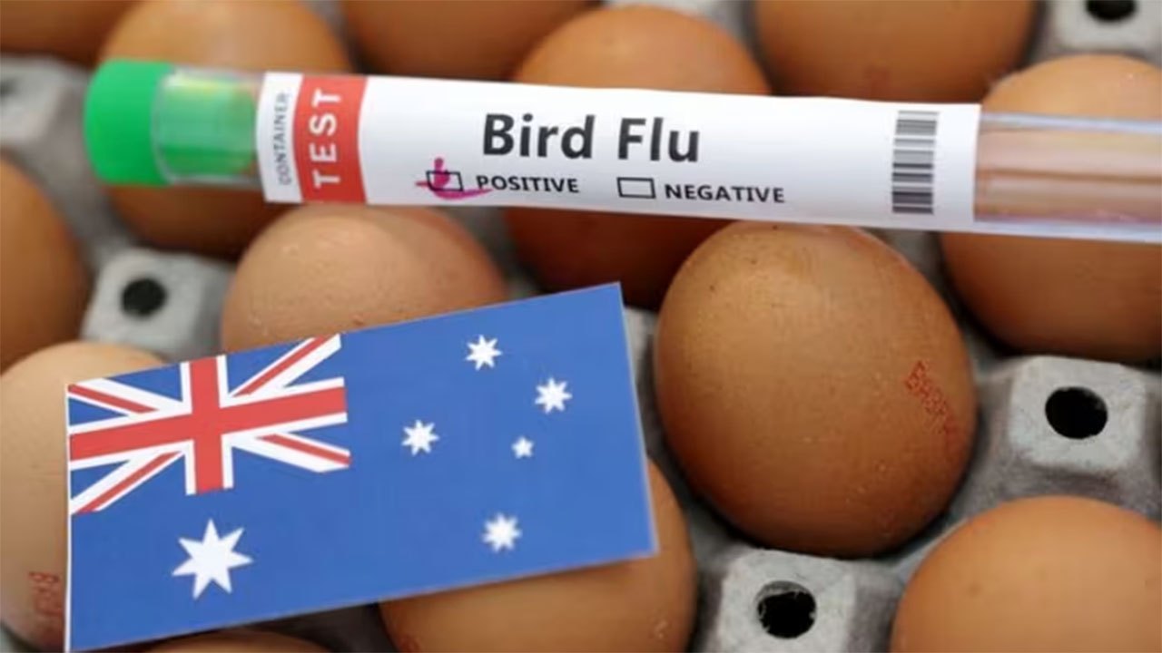 Australia detects first H5N1 bird flu case in native mammal
