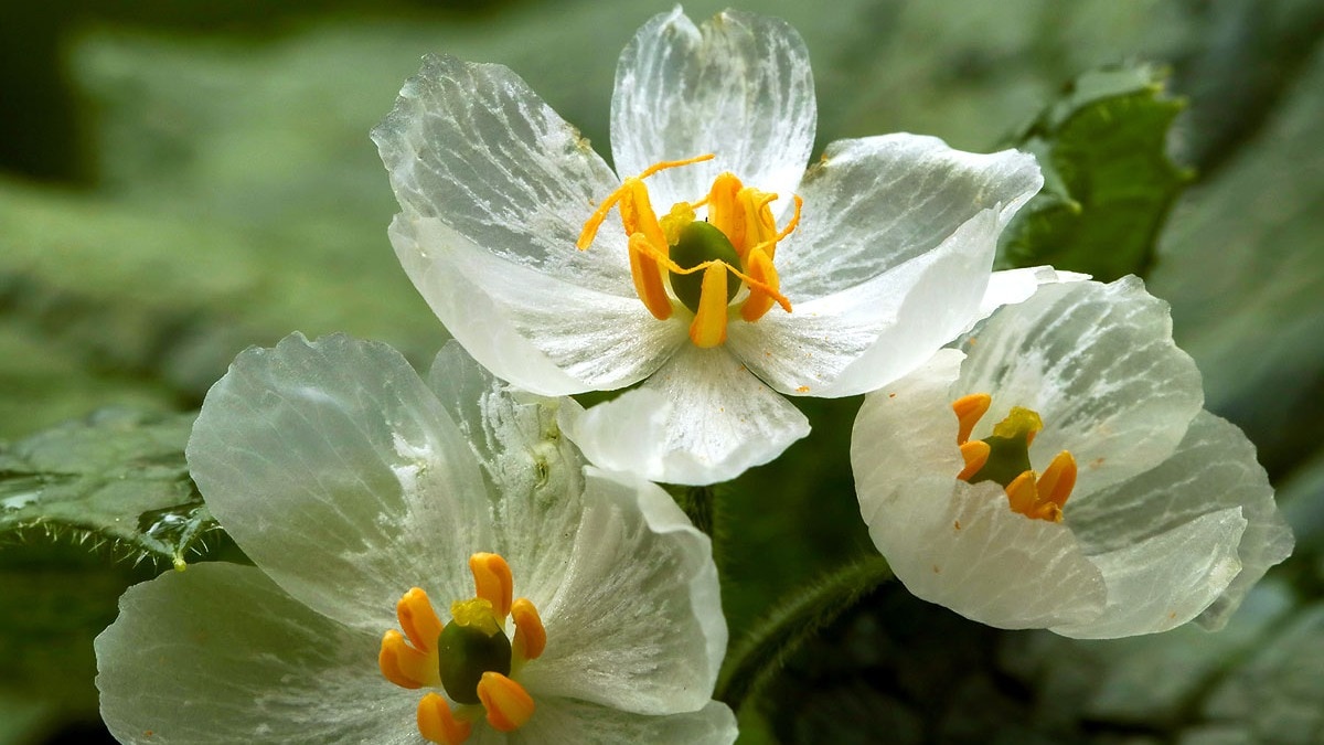 Japanese flower turns transparent in rain, returns to white when dry
