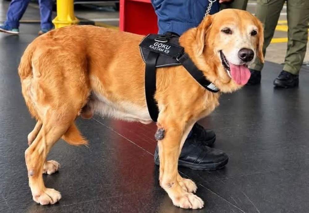 KLIA Laksanakan Unit Anjing Pengesan untuk Ketatkan Keamanan Lapangan Terbang
