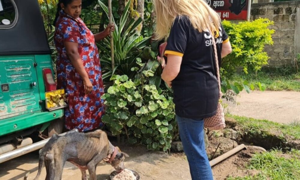 Animal SOS Sri Lanka launches 24-hour feeding drive for street animals