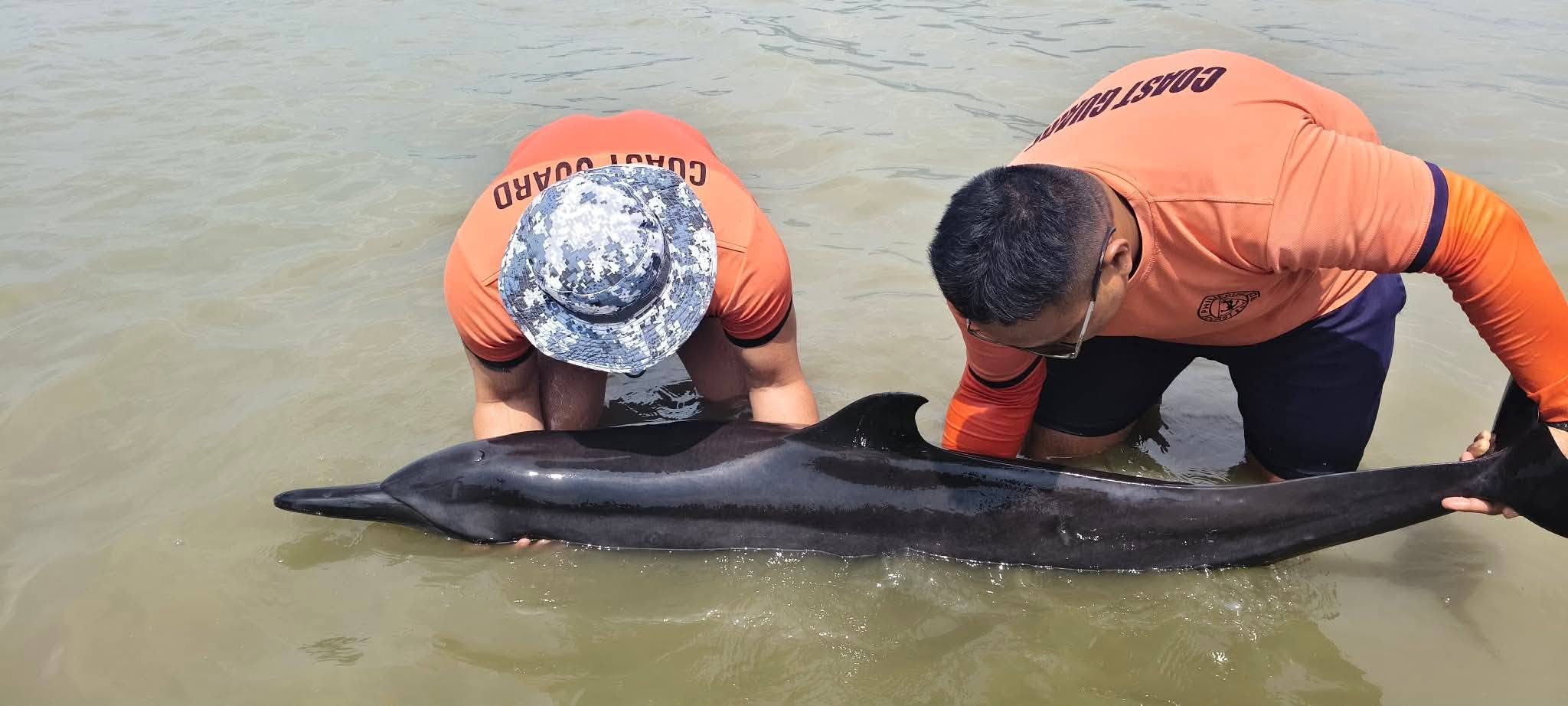 Joint rescue operation frees stranded dolphin off Leyte coast