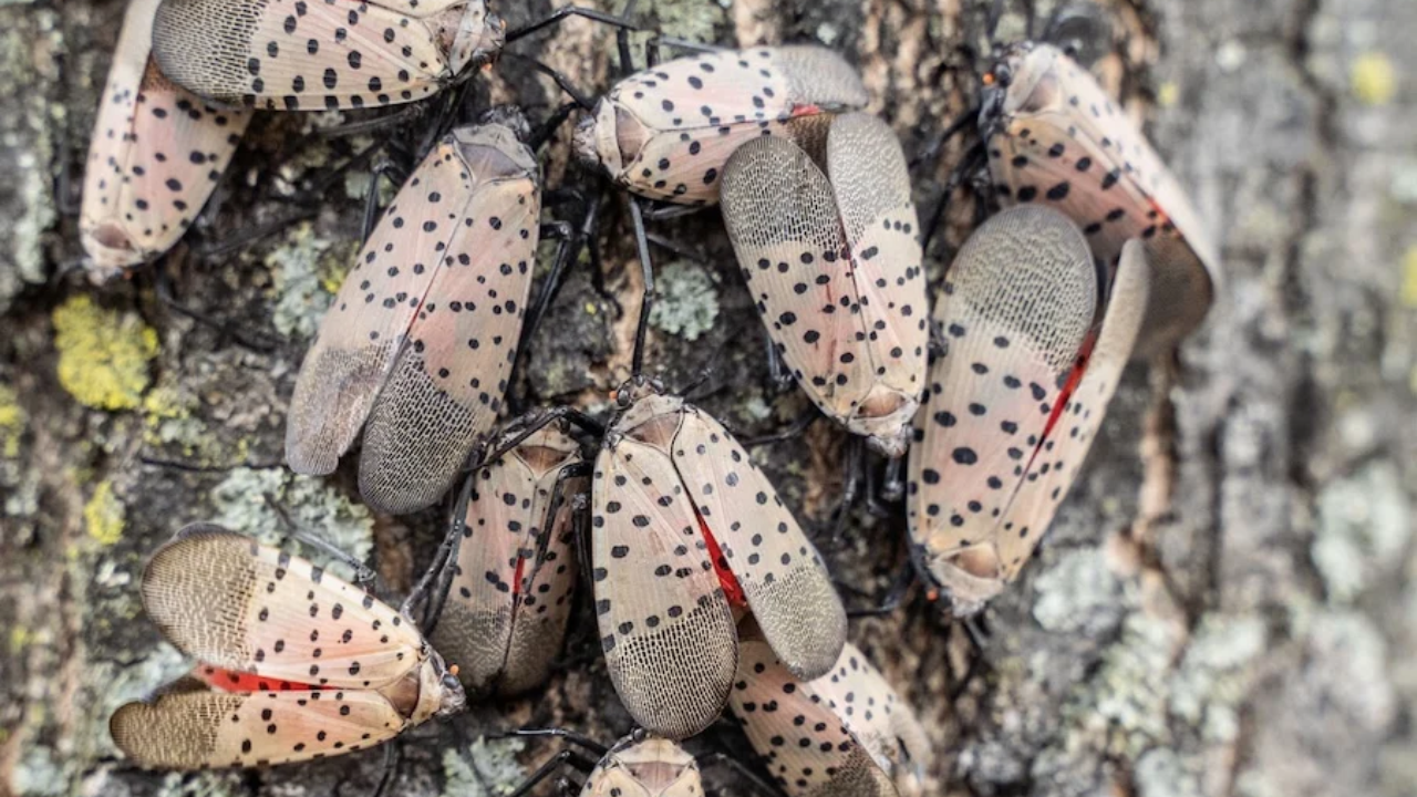 Invasive Spotted Lanternflies Spread Through US Neighbourhood