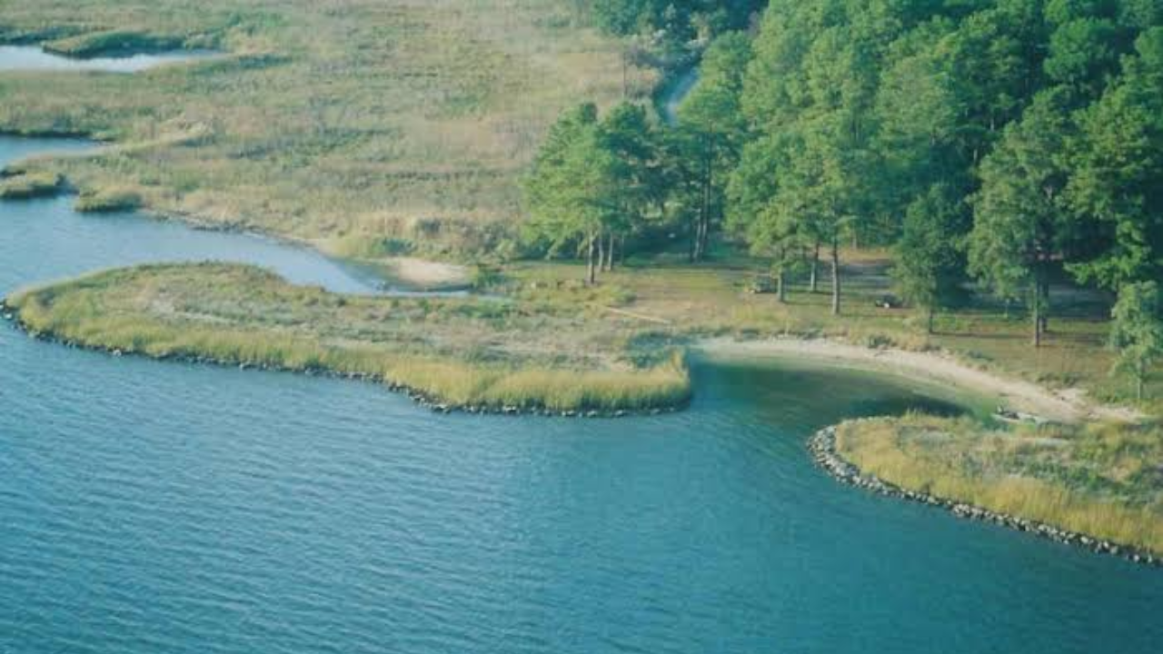 Old stadium debris transforms Maryland coastline in conservation breakthrough