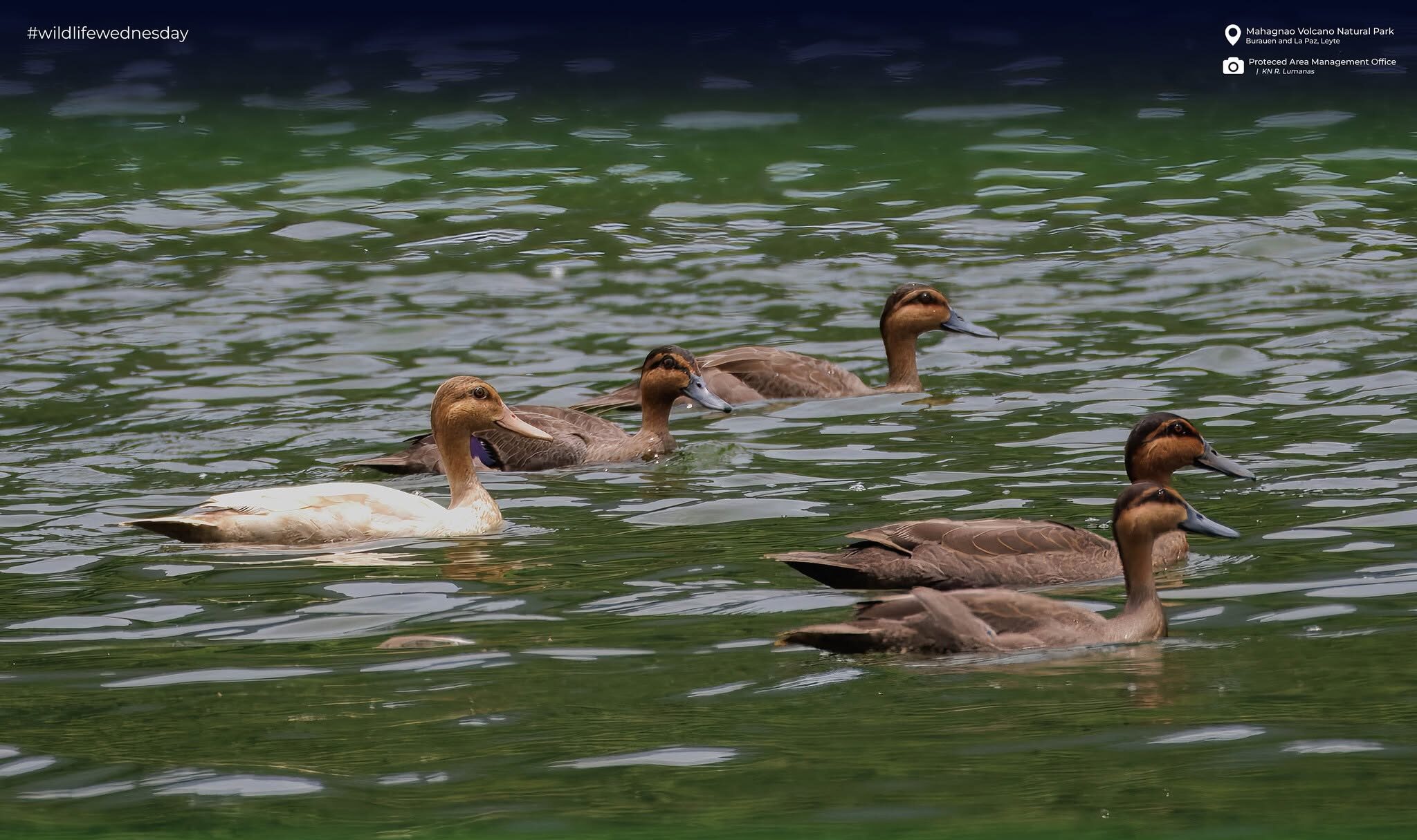 Rare leucistic Philippine duck documented in Leyte nature reserve