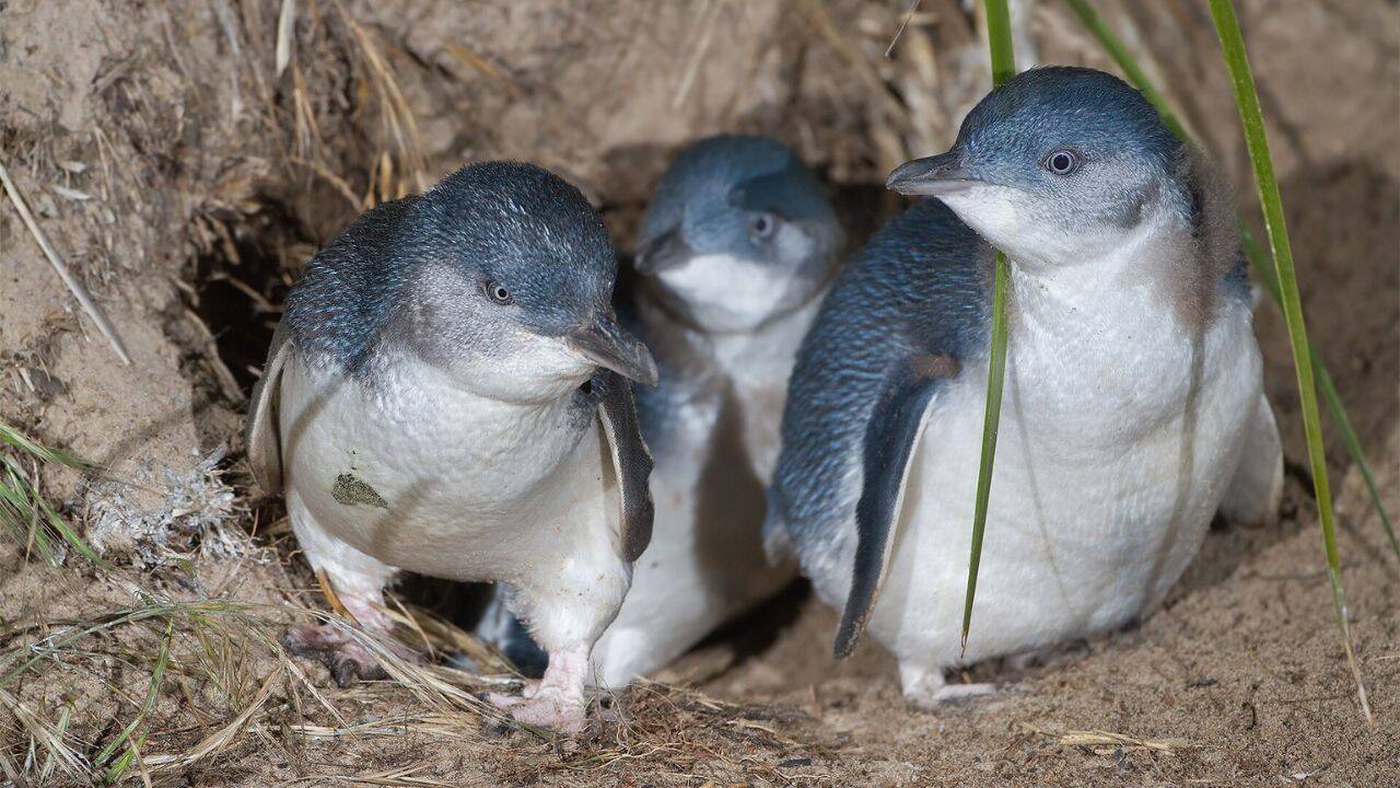 Australia launches first-ever bird flu vaccination drive for wild penguins