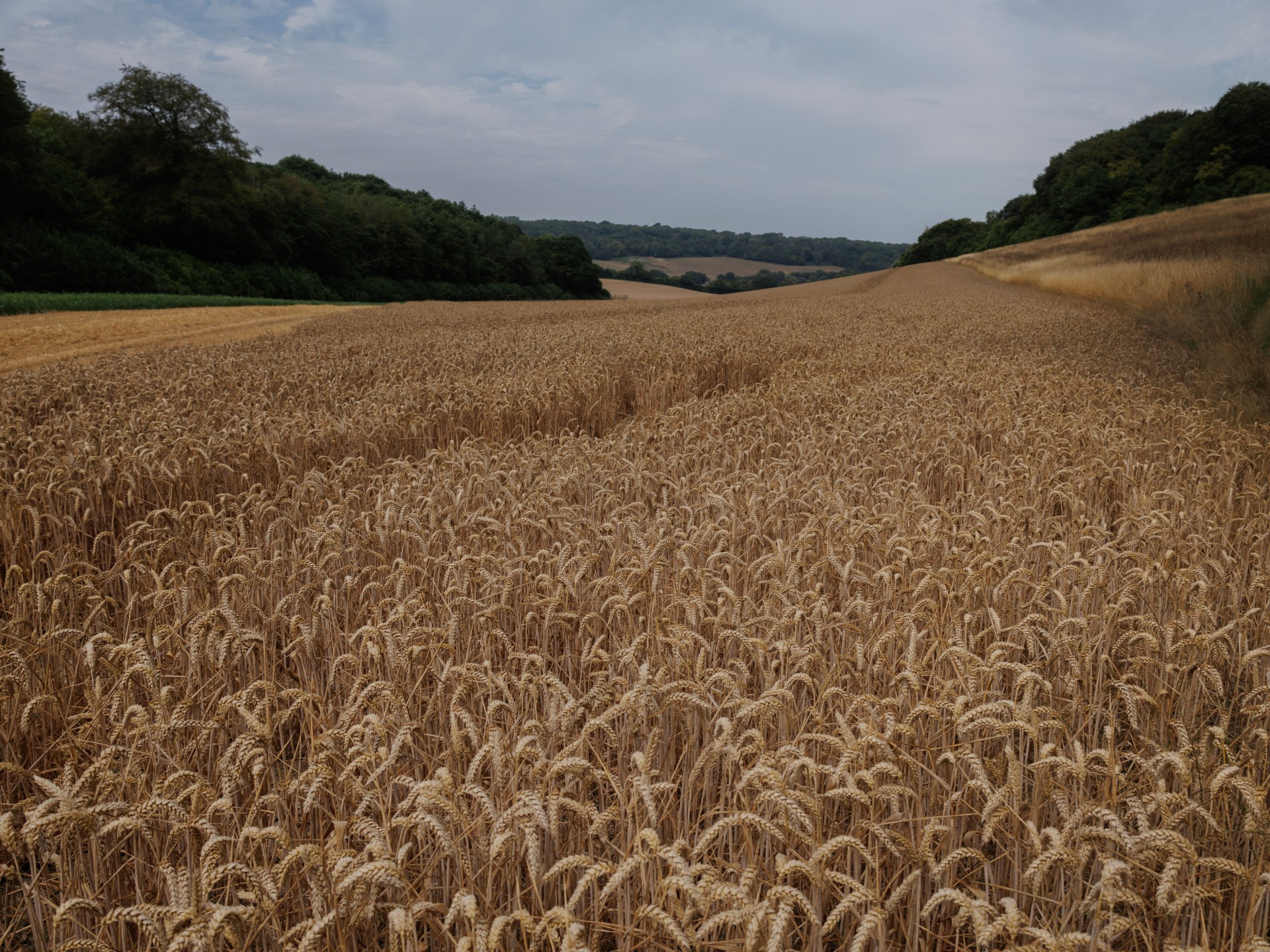 Black Sea grain conflict drives wheat prices higher amid summer heat