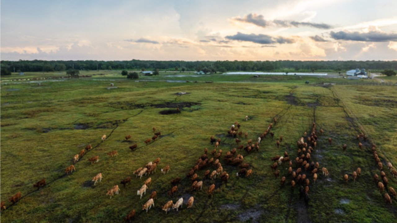 Florida cattle ranch secured under $7.48m conservation easement deal