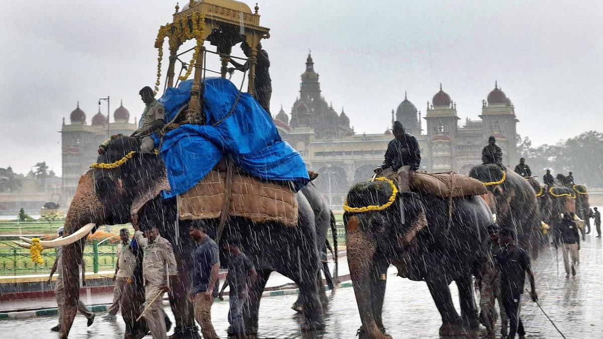 Five elephants compete for prime Dasara procession role in Karnataka
