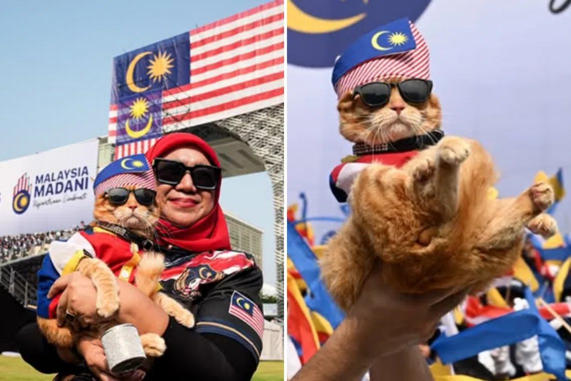 Patriotic cat steals spotlight at Malaysia's National Day rehearsal