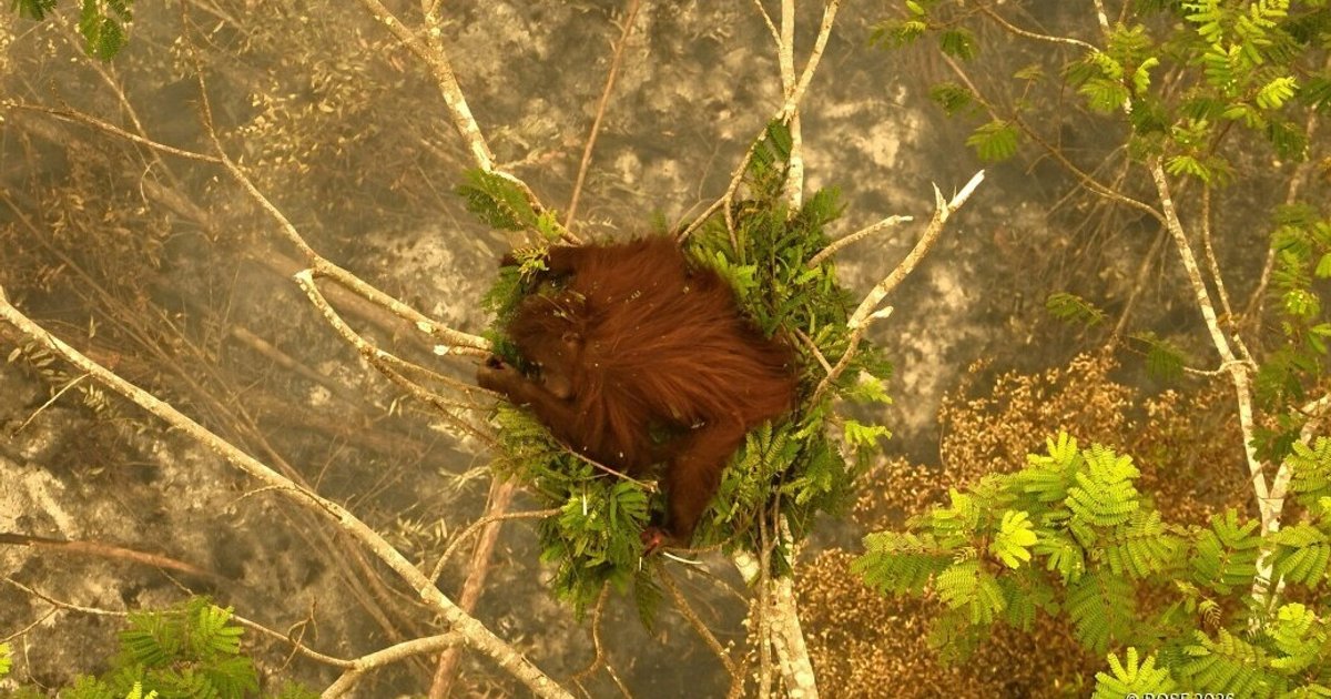 Orangutan Survives Perilous Trek Through Indonesian Wildfire Flames