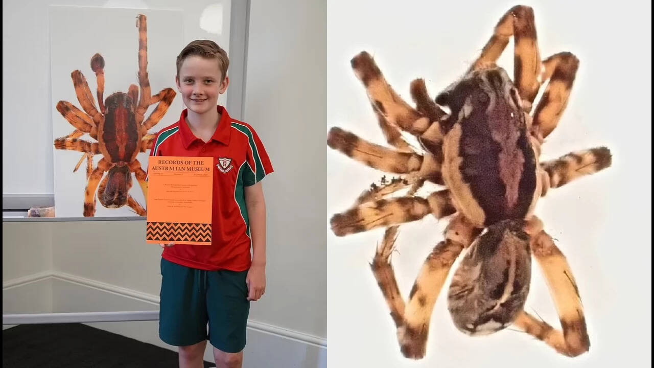Young naturalist's spider discovery honored with species naming