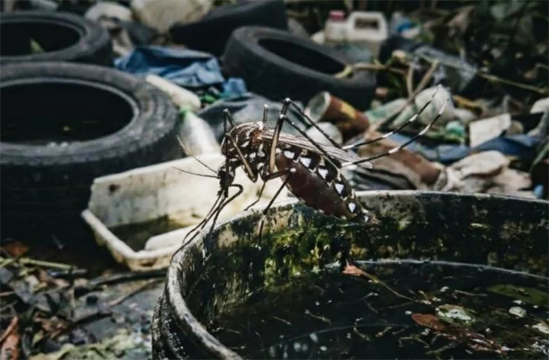 Dengue epidemic continues as cases top 105,000 and deaths reach 79
