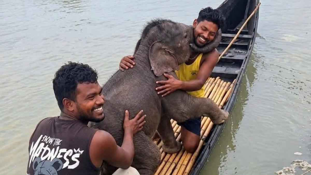 Fishermen rescue elephant calf swept away in Teesta River