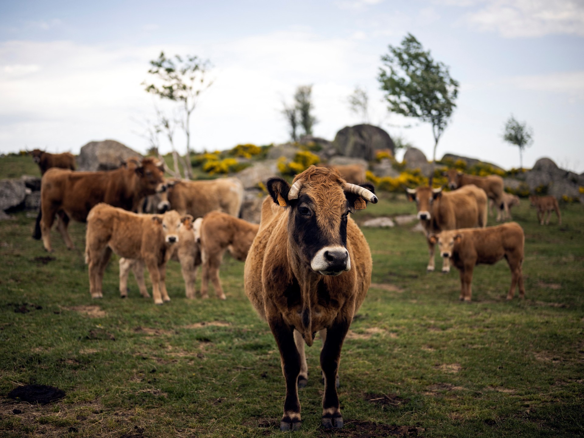 France confirms first human case of Shamonda virus