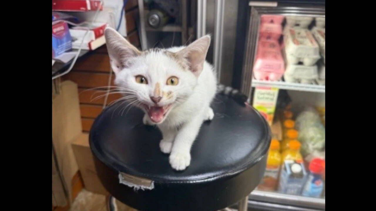 Beloved NYC bodega cat Jabal recovered after abduction; suspect held