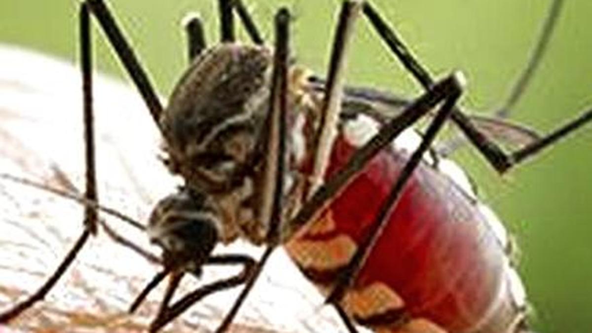 Kerala researchers develop dengue forecasting system for proactive health management
