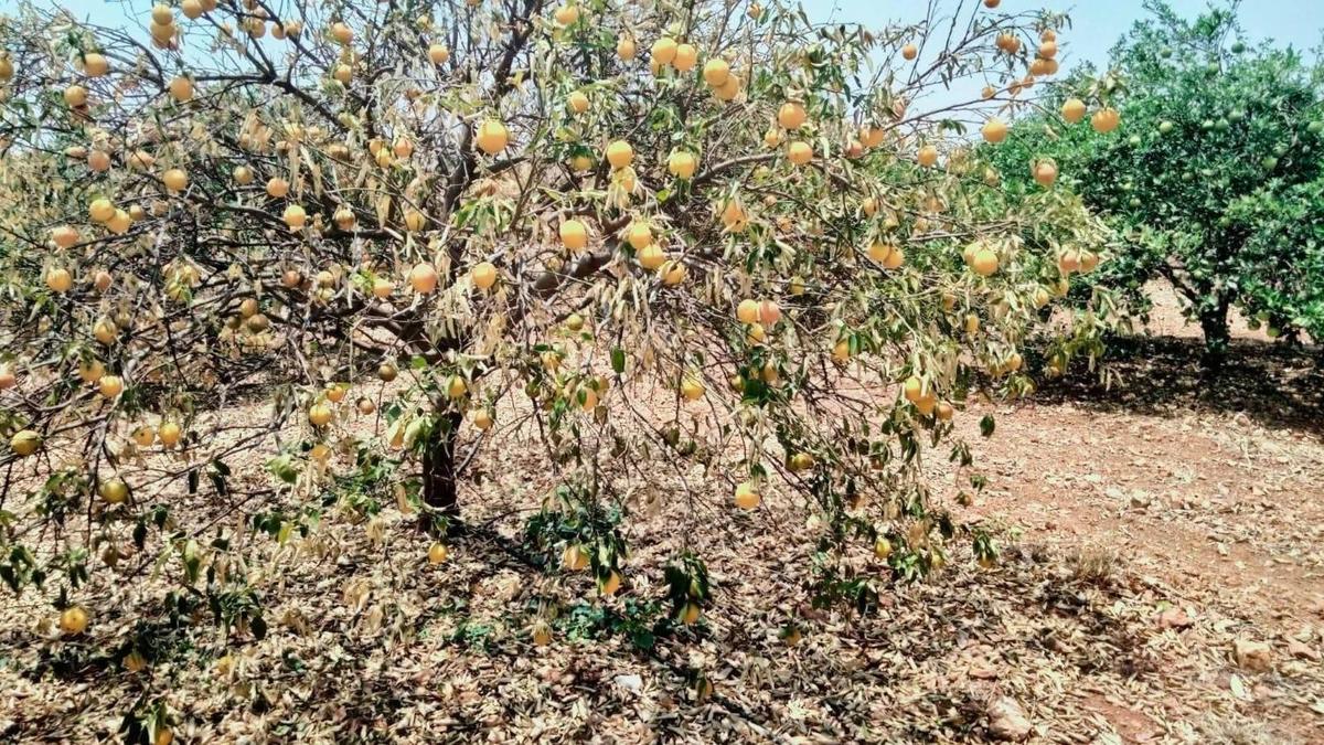 Water crisis threatens sweet lime farmers across Rayalaseema region