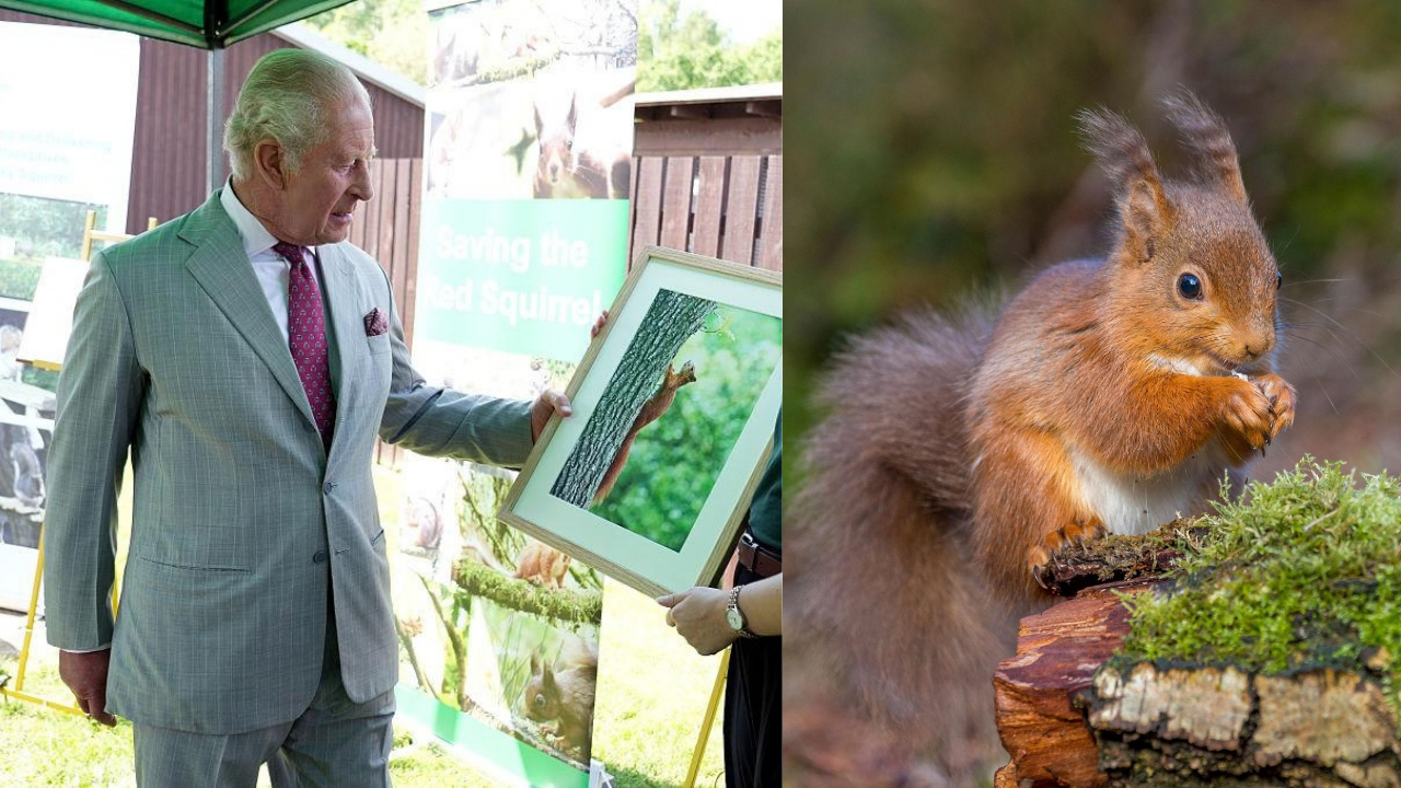 King Charles inspects innovative contraceptive scheme for endangered red squirrels