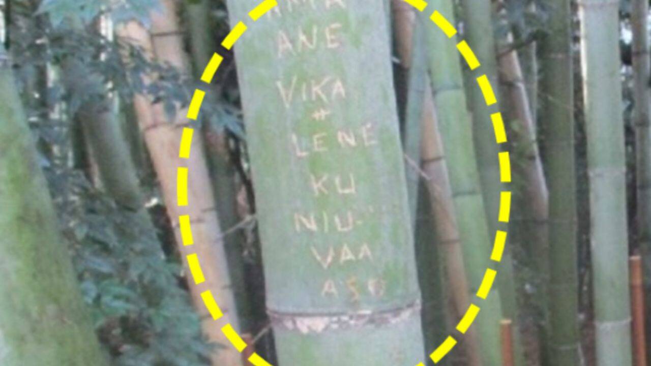 Kyoto takes drastic action against tourist vandalism at bamboo grove