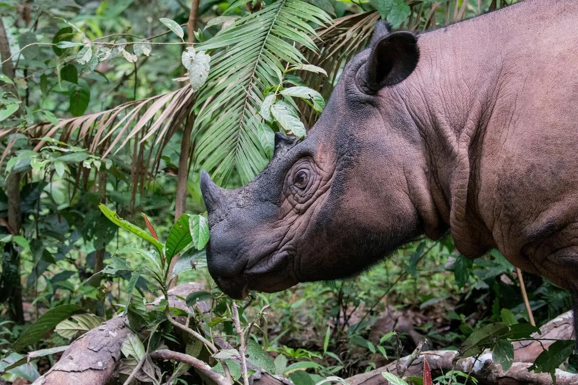 Pregnancies offer glimmer of hope for critically endangered Sumatran rhino