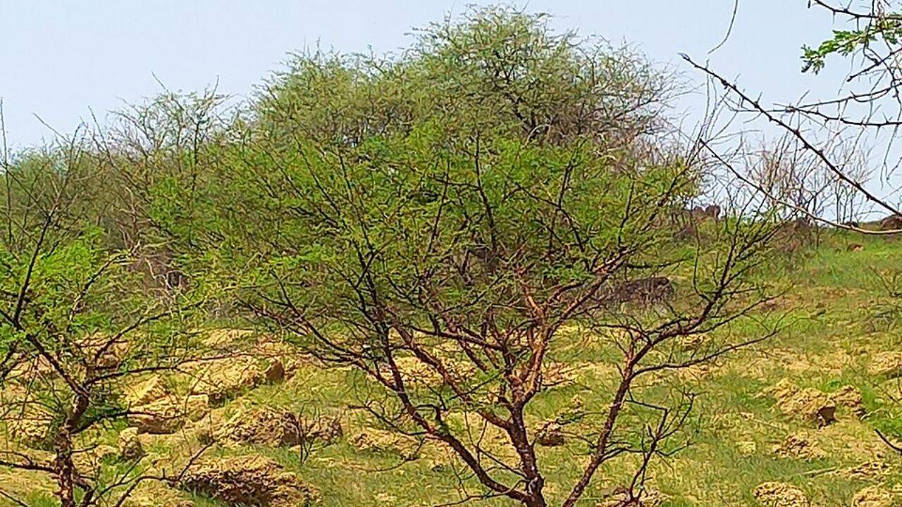 Sudan's Acacia plantations show varying carbon storage capacity by age