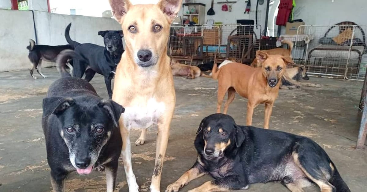 Malaysian Dogs Deserve Better faces funding crisis threatening 400 shelter animals