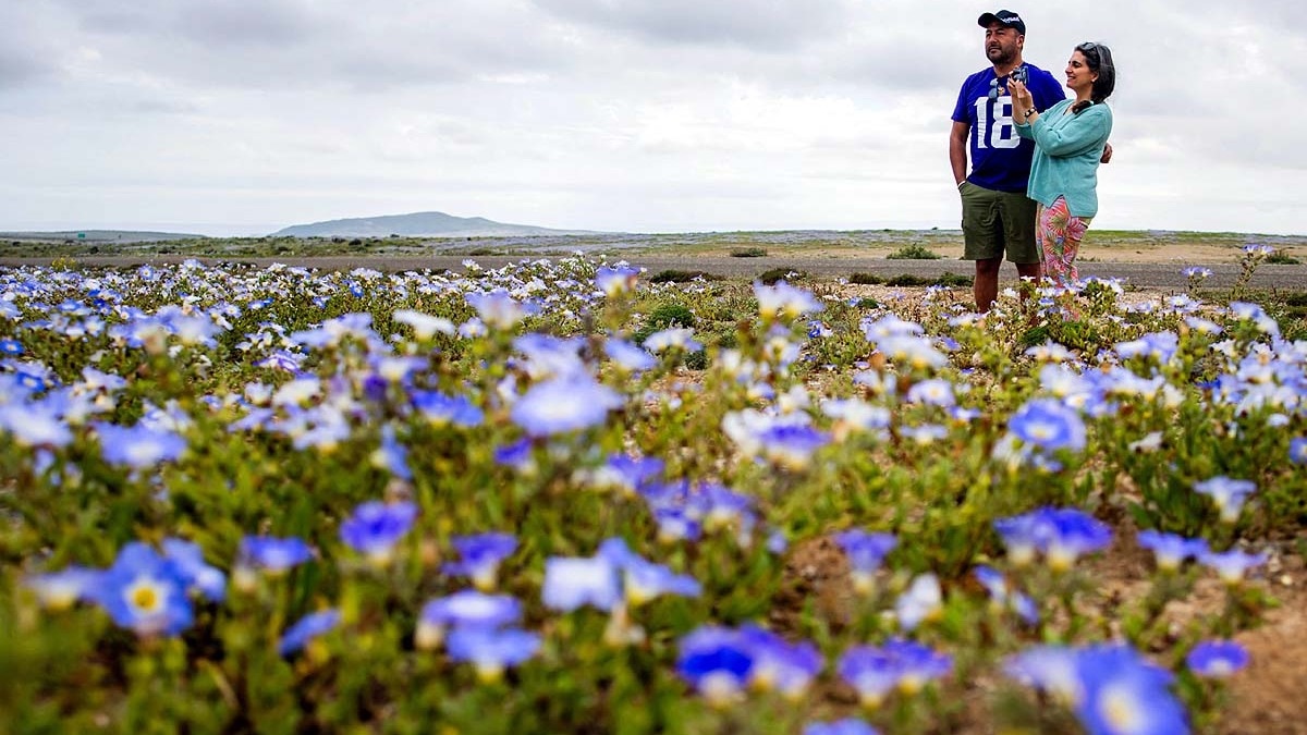 El Niño rains trigger rare desert bloom in South America's driest region