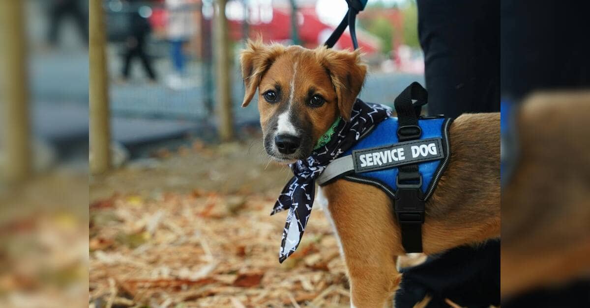 Delhi High Court Sets January Deadline for Service Dog Guidelines